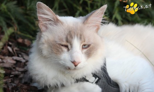 Katze Romeo (Foto by Tiereck.at - Lavanttaler Tierhilfe)