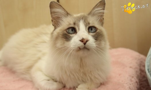 Katze Romeo (Foto by Tiereck.at - Lavanttaler Tierhilfe)