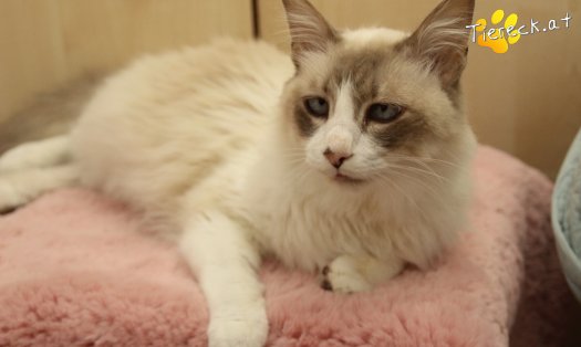 Katze Romeo (Foto by Tiereck.at - Lavanttaler Tierhilfe)