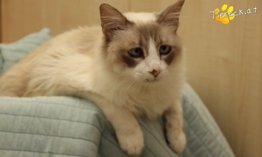 Katze Romeo (Foto by Tiereck.at - Lavanttaler Tierhilfe)