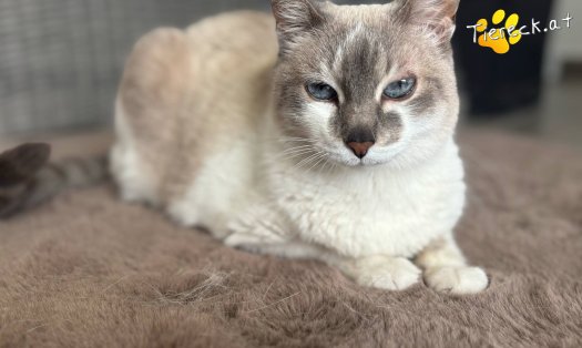 Katze Julia (Foto by Tiereck.at - Lavanttaler Tierhilfe)
