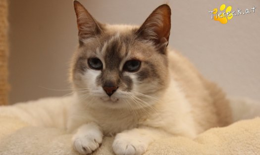 Katze Julia (Foto by Tiereck.at - Lavanttaler Tierhilfe)