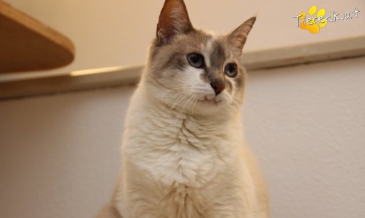 Katze Julia (Foto by Tiereck.at - Lavanttaler Tierhilfe)