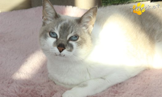 Katze Julia (Foto by Tiereck.at - Lavanttaler Tierhilfe)