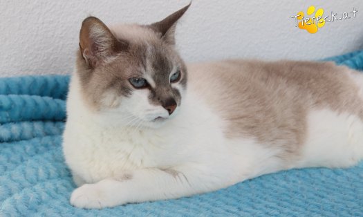 Katze Julia (Foto by Tiereck.at - Lavanttaler Tierhilfe)