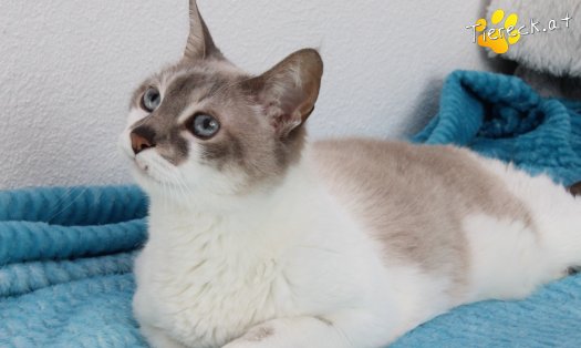 Katze Julia (Foto by Tiereck.at - Lavanttaler Tierhilfe)