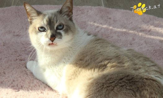 Katze Julia (Foto by Tiereck.at - Lavanttaler Tierhilfe)
