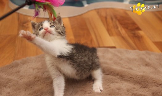 Katze Jerry (Foto by Tiereck.at - Lavanttaler Tierhilfe)