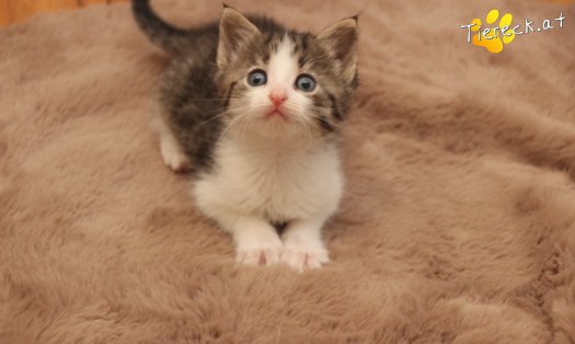 Katze Jerry (Foto by Tiereck.at - Lavanttaler Tierhilfe)