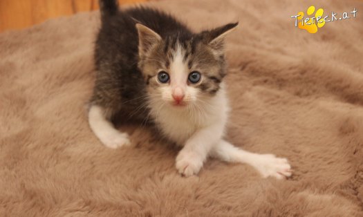 Katze Jerry (Foto by Tiereck.at - Lavanttaler Tierhilfe)
