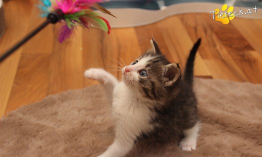 Katze Jerry (Foto by Tiereck.at - Lavanttaler Tierhilfe)
