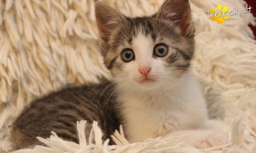 Katze Jerry (Foto by Tiereck.at - Lavanttaler Tierhilfe)