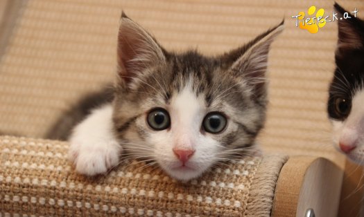 Katze Jerry (Foto by Tiereck.at - Lavanttaler Tierhilfe)
