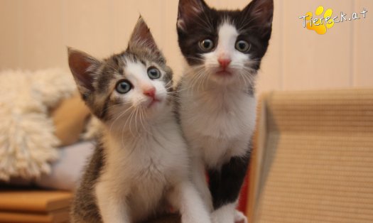 Katze Jerry (Foto by Tiereck.at - Lavanttaler Tierhilfe)