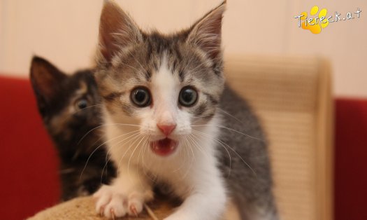 Katze Jerry (Foto by Tiereck.at - Lavanttaler Tierhilfe)