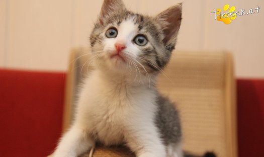 Katze Jerry (Foto by Tiereck.at - Lavanttaler Tierhilfe)
