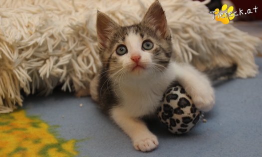 Katze Jerry (Foto by Tiereck.at - Lavanttaler Tierhilfe)