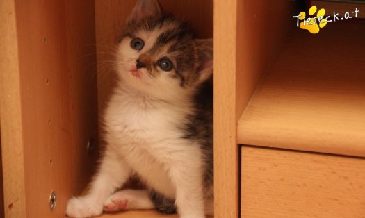 Katze Lilli (Foto by Tiereck.at - Lavanttaler Tierhilfe)