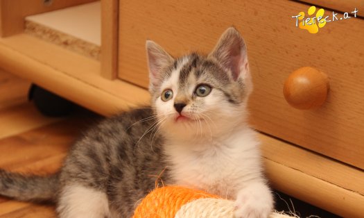 Katze Lilli (Foto by Tiereck.at - Lavanttaler Tierhilfe)