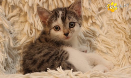 Katze Lilli (Foto by Tiereck.at - Lavanttaler Tierhilfe)