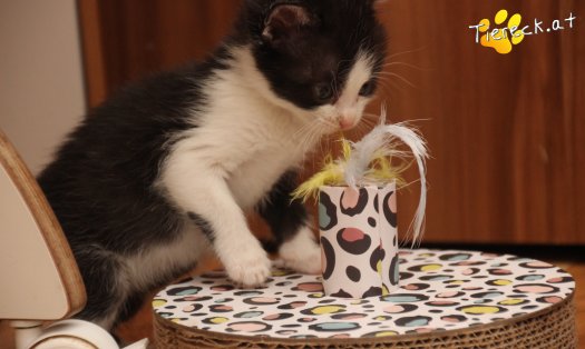 Katze Mara (Foto by Tiereck.at - Lavanttaler Tierhilfe)