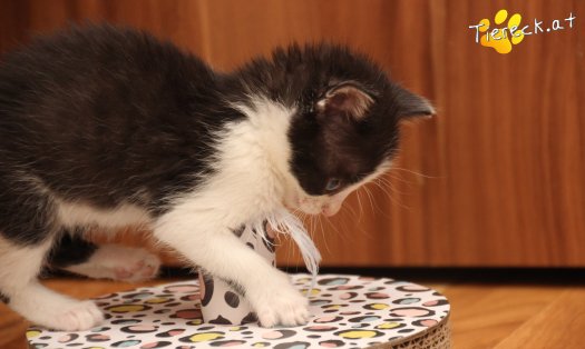 Katze Mara (Foto by Tiereck.at - Lavanttaler Tierhilfe)