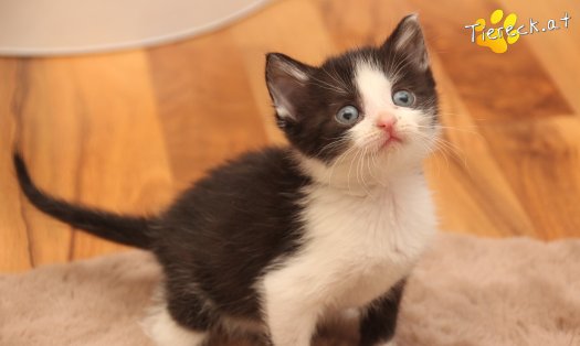 Katze Mara (Foto by Tiereck.at - Lavanttaler Tierhilfe)