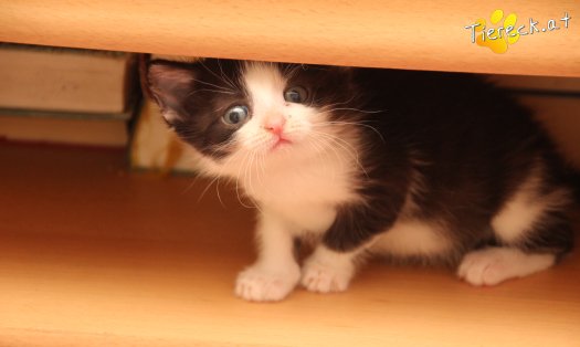 Katze Mara (Foto by Tiereck.at - Lavanttaler Tierhilfe)