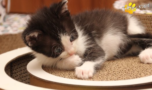 Katze Mara (Foto by Tiereck.at - Lavanttaler Tierhilfe)