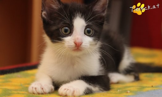 Katze Mara (Foto by Tiereck.at - Lavanttaler Tierhilfe)