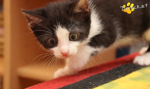 Katze Mara (Foto by Tiereck.at - Lavanttaler Tierhilfe)