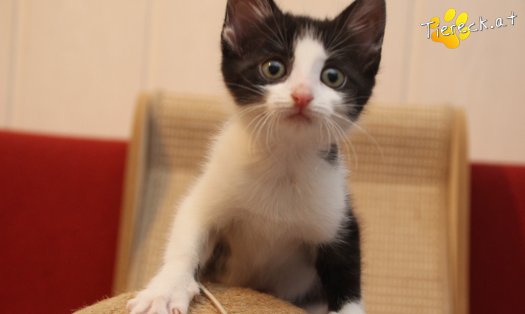 Katze Mara (Foto by Tiereck.at - Lavanttaler Tierhilfe)