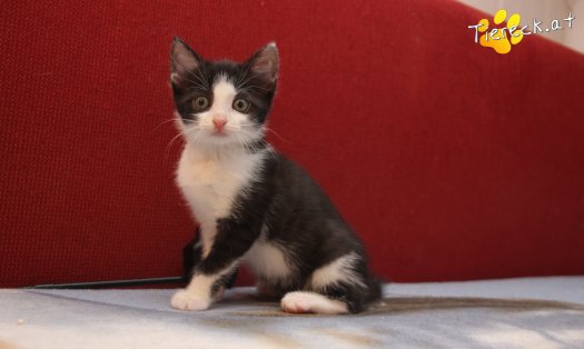 Katze Mara (Foto by Tiereck.at - Lavanttaler Tierhilfe)