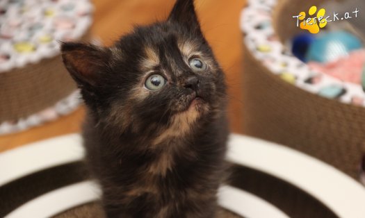 Katze Minou (Foto by Tiereck.at - Lavanttaler Tierhilfe)