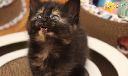Katze Minou (Foto by Tiereck.at - Lavanttaler Tierhilfe)