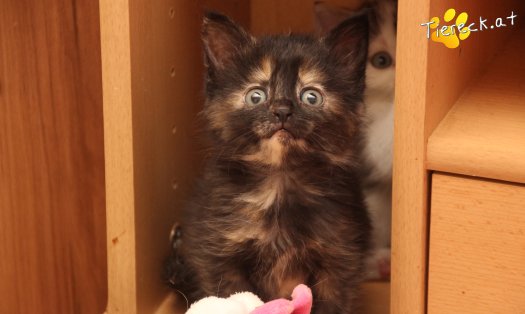 Katze Minou (Foto by Tiereck.at - Lavanttaler Tierhilfe)