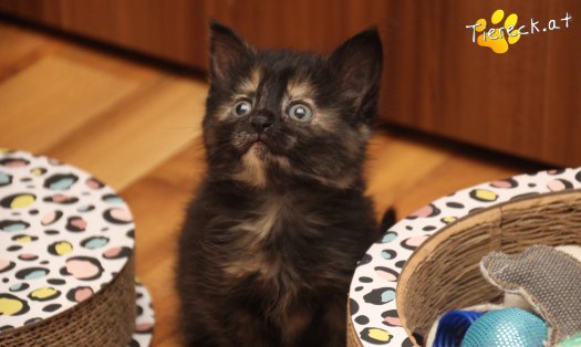 Katze Minou (Foto by Tiereck.at - Lavanttaler Tierhilfe)