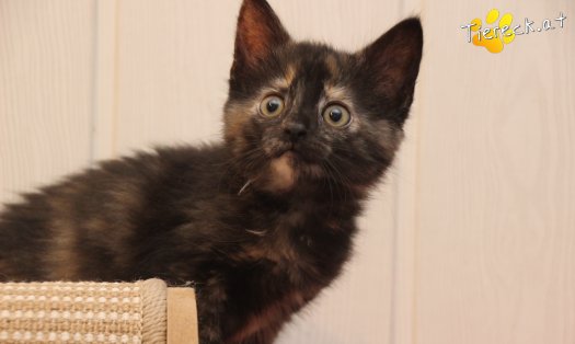 Katze Minou (Foto by Tiereck.at - Lavanttaler Tierhilfe)