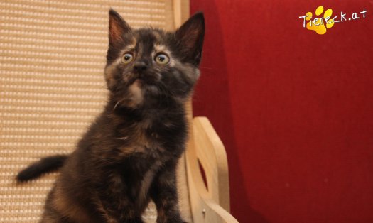 Katze Minou (Foto by Tiereck.at - Lavanttaler Tierhilfe)