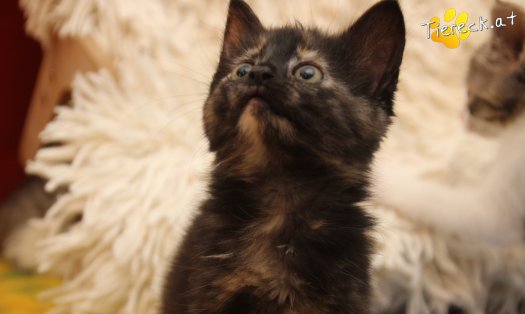 Katze Minou (Foto by Tiereck.at - Lavanttaler Tierhilfe)