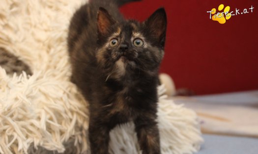 Katze Minou (Foto by Tiereck.at - Lavanttaler Tierhilfe)