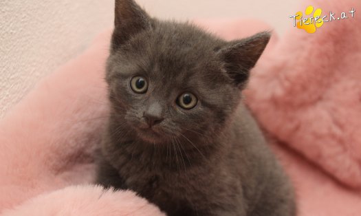 Katze Bailey (Foto by Tiereck.at - Lavanttaler Tierhilfe)