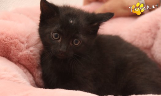 Katze Gismor (Foto by Tiereck.at - Lavanttaler Tierhilfe)