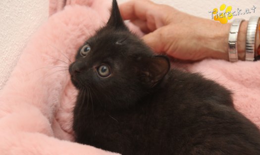 Katze Gismor (Foto by Tiereck.at - Lavanttaler Tierhilfe)