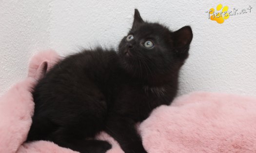 Katze Stritzie (Foto by Tiereck.at - Lavanttaler Tierhilfe)