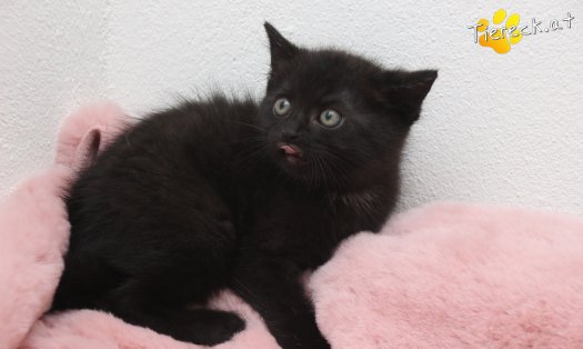 Katze Stritzie (Foto by Tiereck.at - Lavanttaler Tierhilfe)