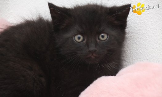 Katze Stritzie (Foto by Tiereck.at - Lavanttaler Tierhilfe)
