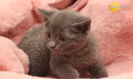 Katze Bonnie (Foto by Tiereck.at - Lavanttaler Tierhilfe)