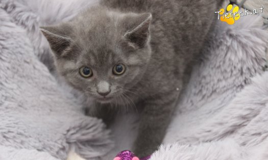 Katze Bonnie (Foto by Tiereck.at - Lavanttaler Tierhilfe)