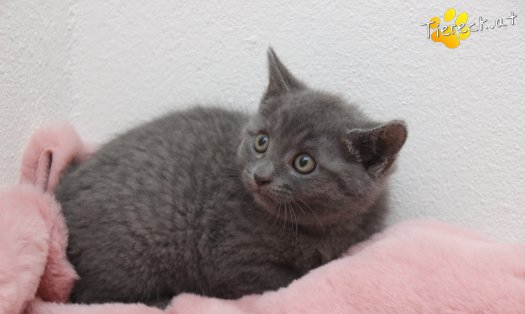 Katze Bonnie (Foto by Tiereck.at - Lavanttaler Tierhilfe)